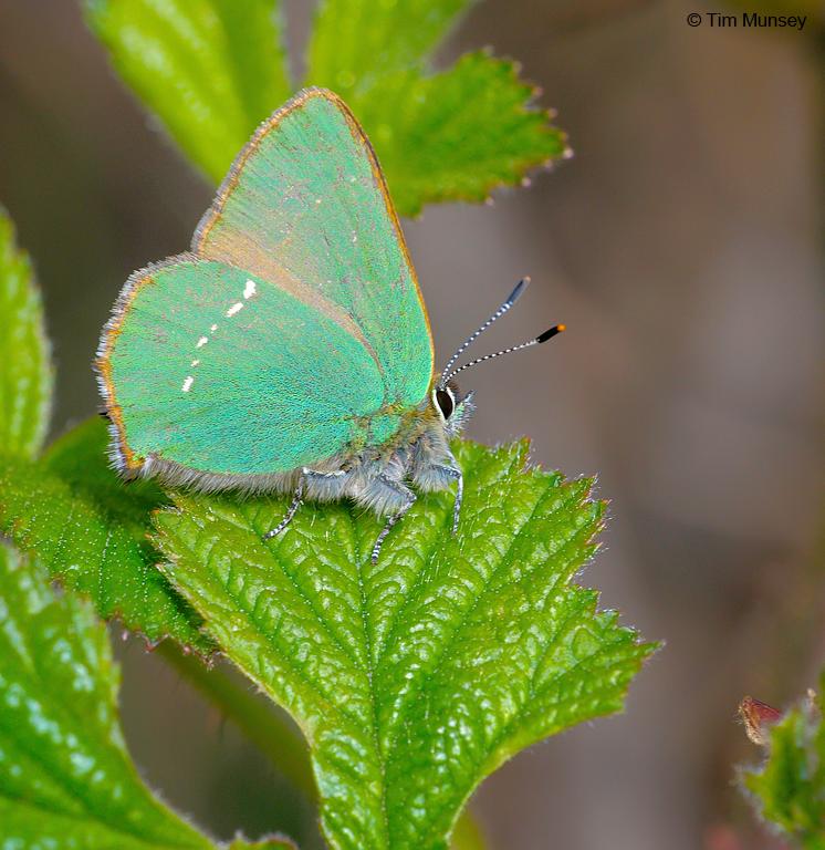 Green Hairstreak 010510_2.jpg